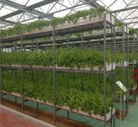 种植槽栽培水培 深液流栽培 立体种植无土栽培平管式栽培水培种植