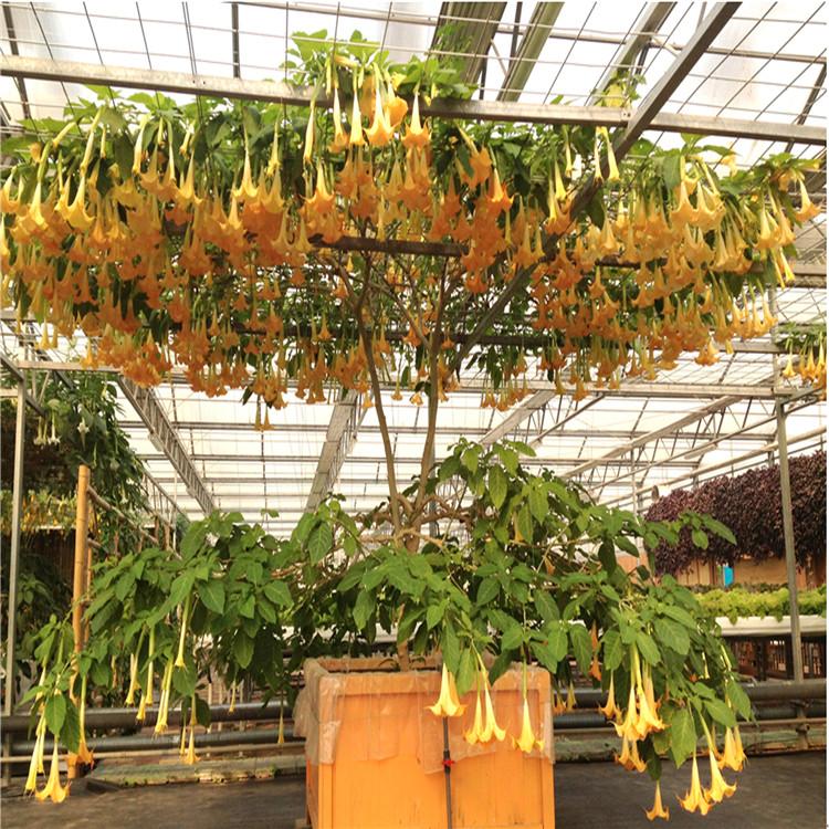 草莓立体栽培槽 蔬菜树 无土栽培种植 蔬菜立体种植槽