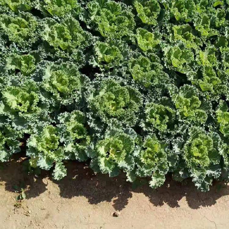 河南羽衣甘蓝批发 优良的羽衣甘蓝培育基地 青州禹阳