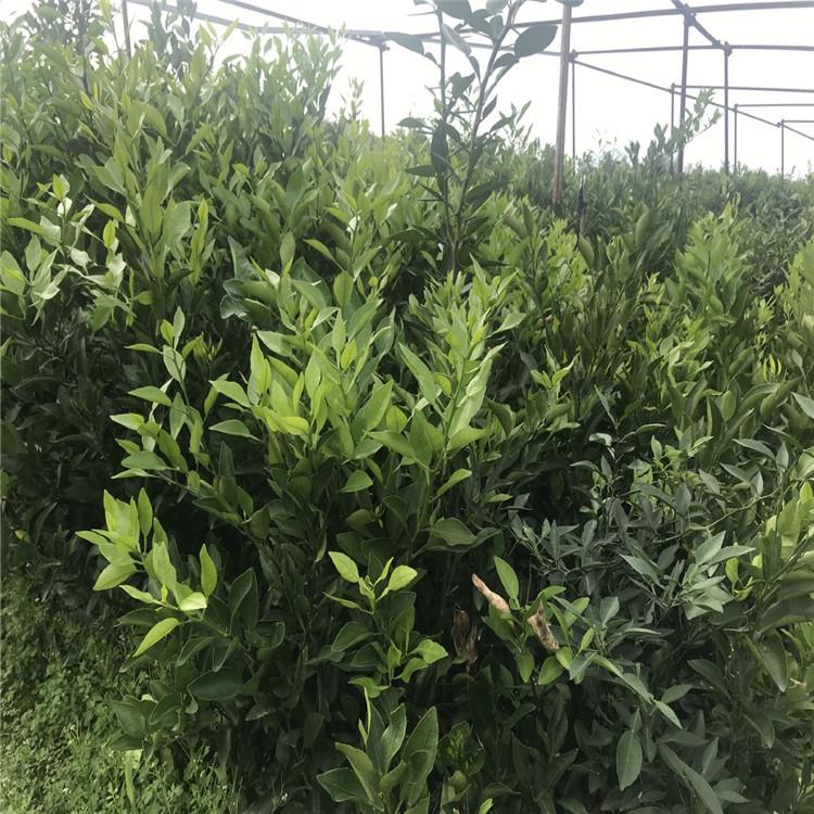 不知火树苗    丑柑树苗批发价格