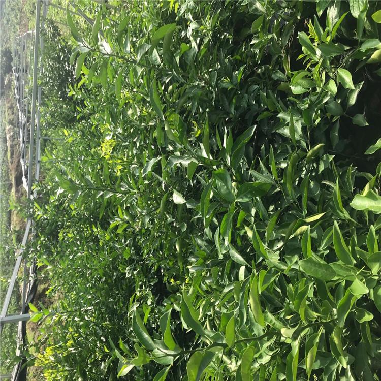清见树苗批发  永成苗圃清见树苗价格
