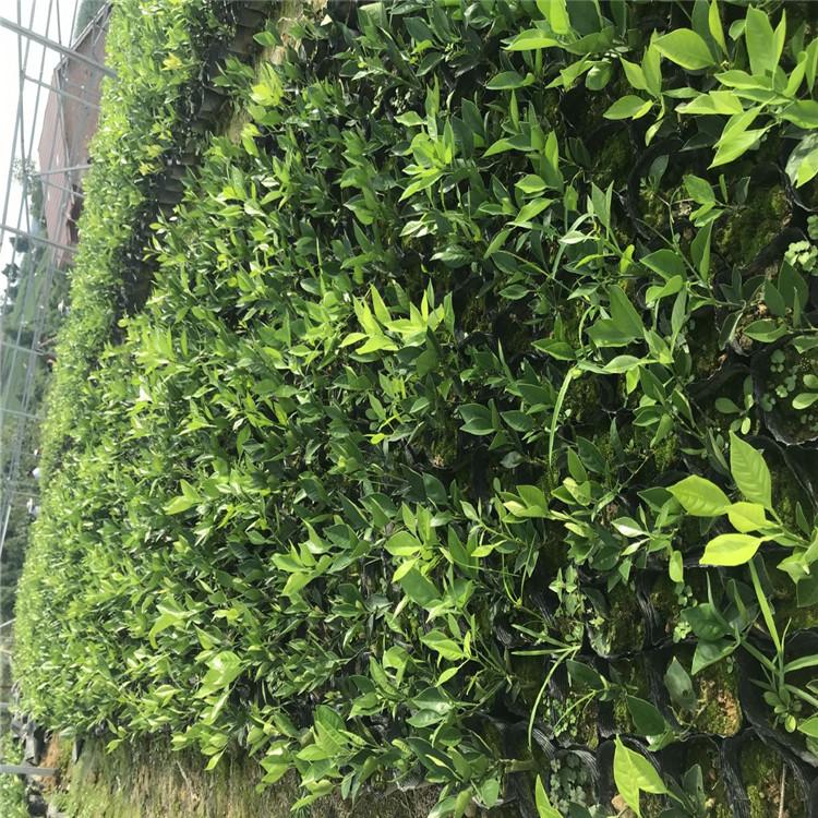 永成苗圃晚红血橙8号树苗批发     塔罗科血橙8号树苗种植