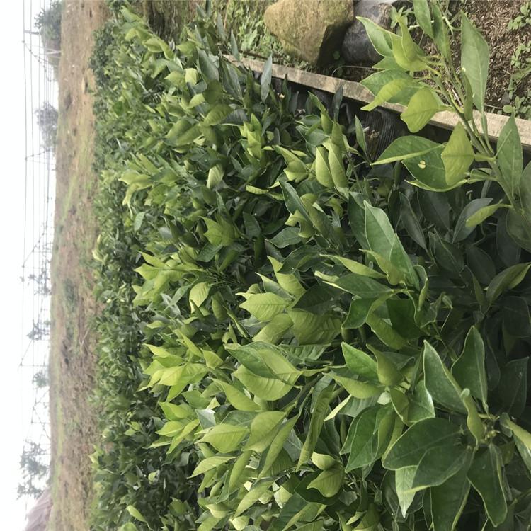 罗科血橙4号树苗种植   资中县晚熟血橙4号生产