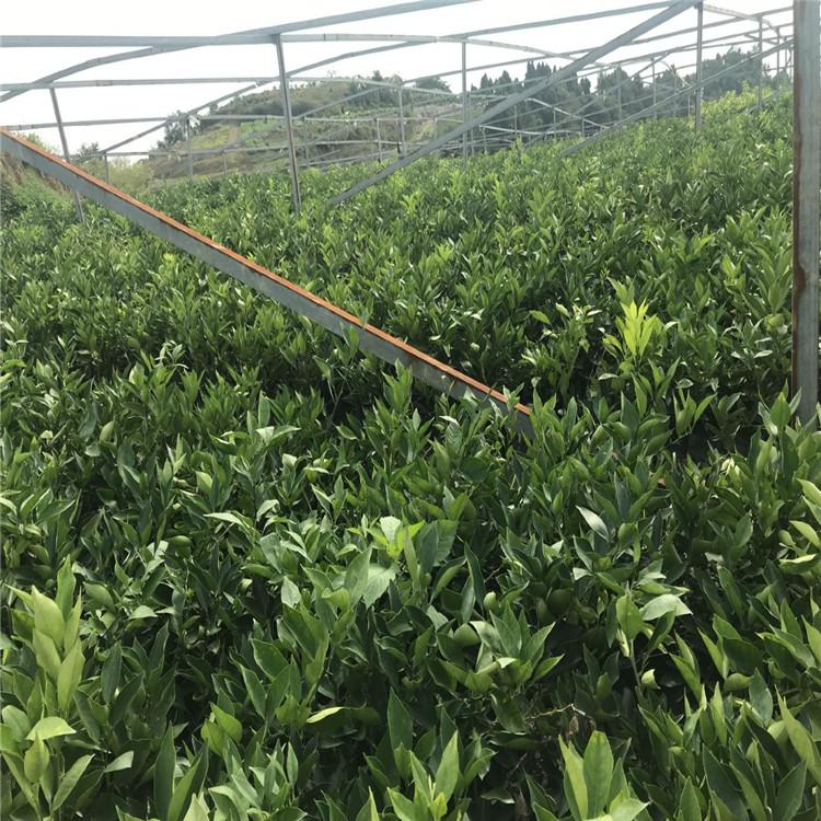 无核沃柑树苗批发    永成苗圃无核沃柑种植