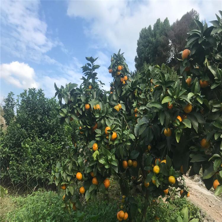 资中县早熟砂糖橘批发   砂糖橘果树苗种植
