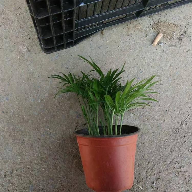 袖珍椰子价格 基地种植袖珍椰子 现货大量供应
