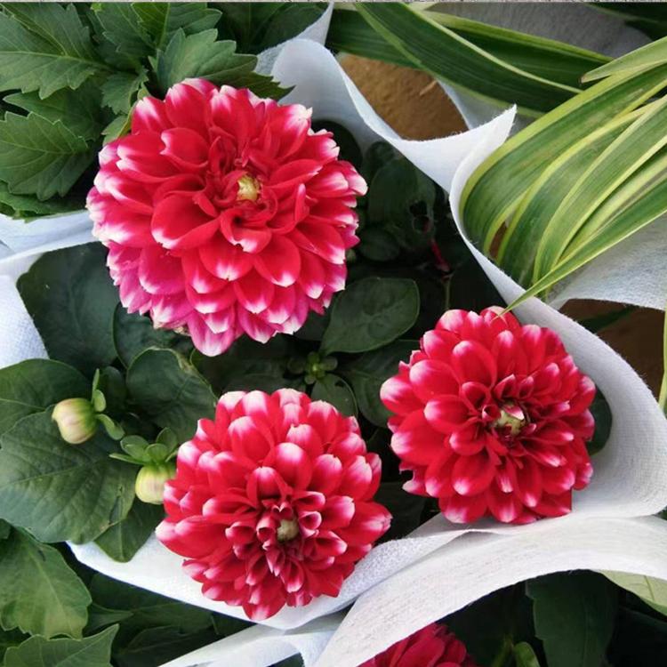 小丽花价格 基地供应小丽花 青州凯洋 小丽花培育基地