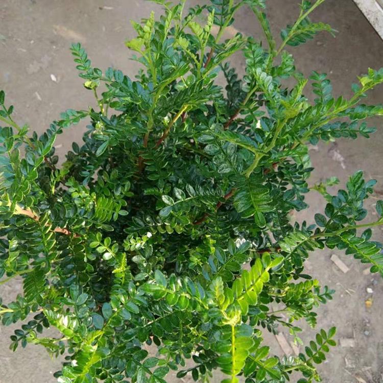 清香木 盆栽清香木报价 销量好的清香木供应商 青州凯洋