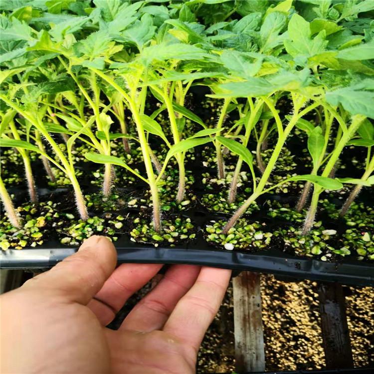粉果西红柿种苗   越冬一大茬西红柿种苗 硬粉番茄种苗