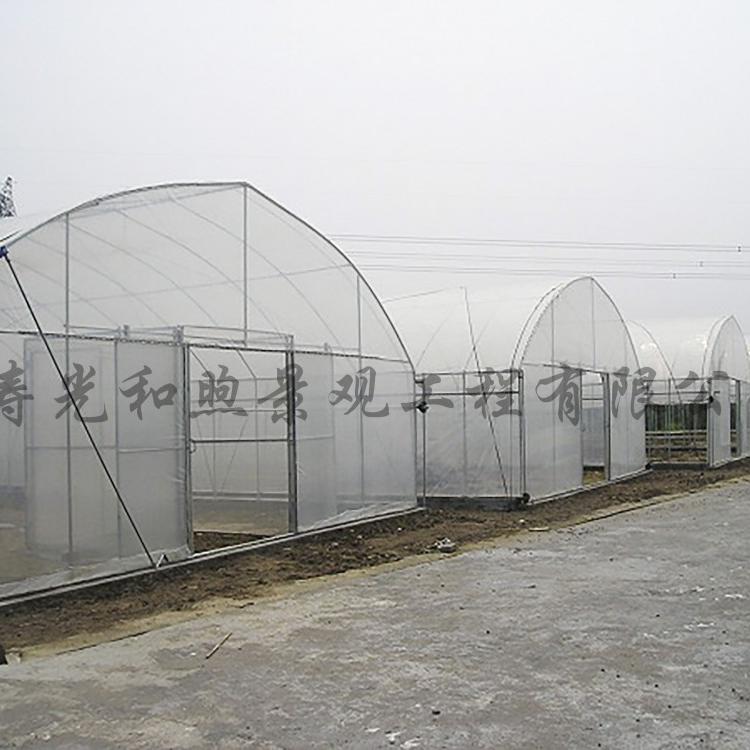 寿光和煦连栋拱形温室 主要用于蔬菜春季早熟栽培和秋季延后栽培 塑料大棚