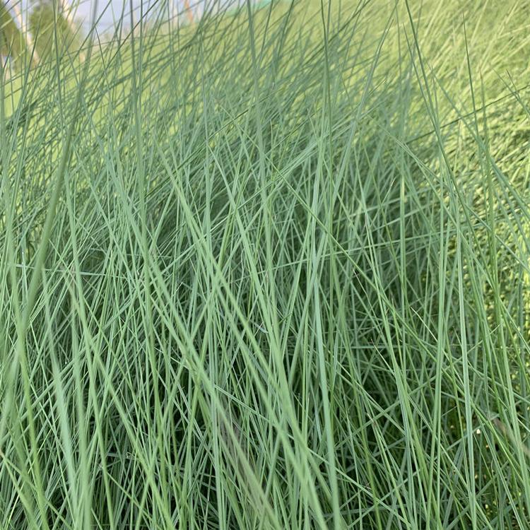 粉黛乱子草种植基地  粉黛乱子草批发价格