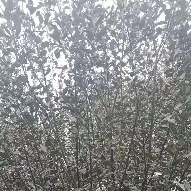 印第安当娜海棠