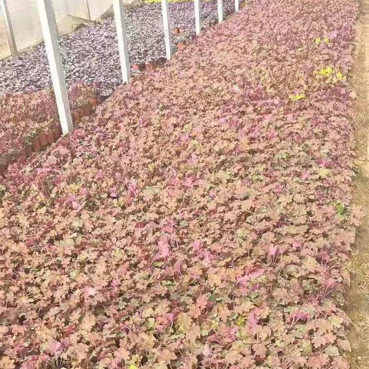 青州矾根批发价格 双色盆矾根大量供应 久顺花卉