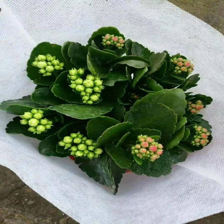 长寿花 长寿花价格
