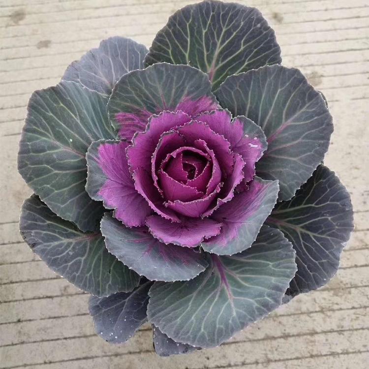 冬季草花 抗寒草花_羽衣甘蓝_基地报价_花包菜发货基地