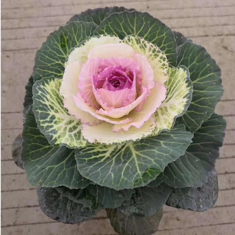 青州草花 羽衣甘蓝_鸿艺供应—花海草花_各种花海品种_抗寒草花