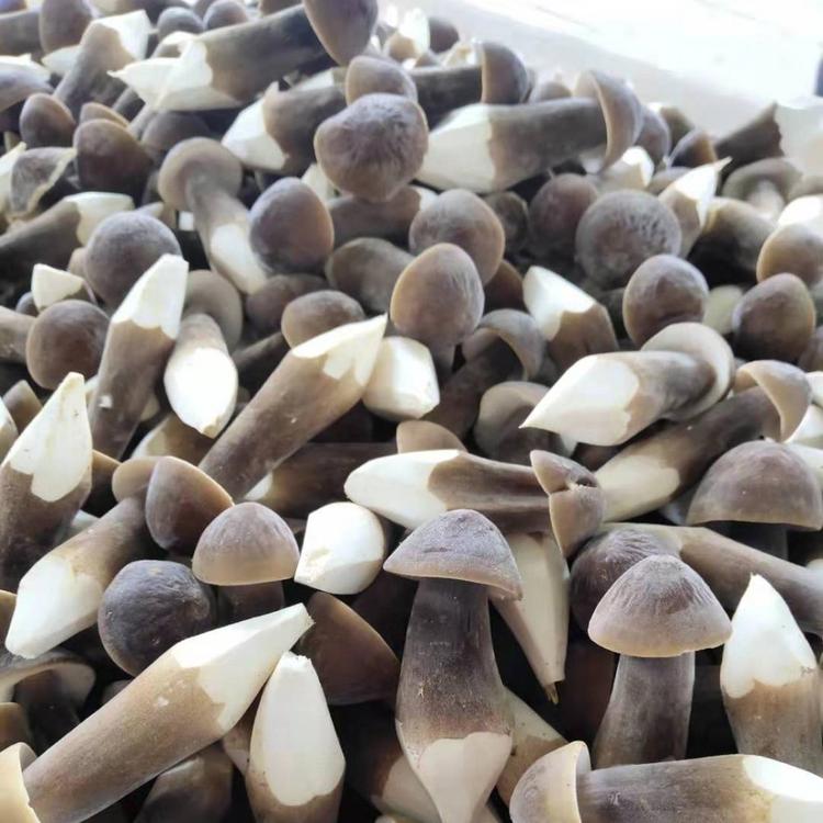 基地直销黑皮鸡枞菌