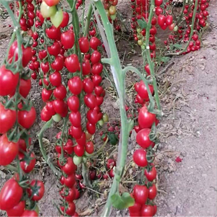无限生长型番茄品种 小西红柿苗   抗寒 小番茄种苗