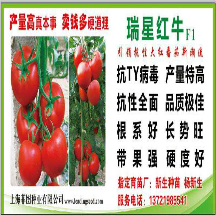口感西红柿种苗  越冬西红柿种苗  齐大利西红柿种苗