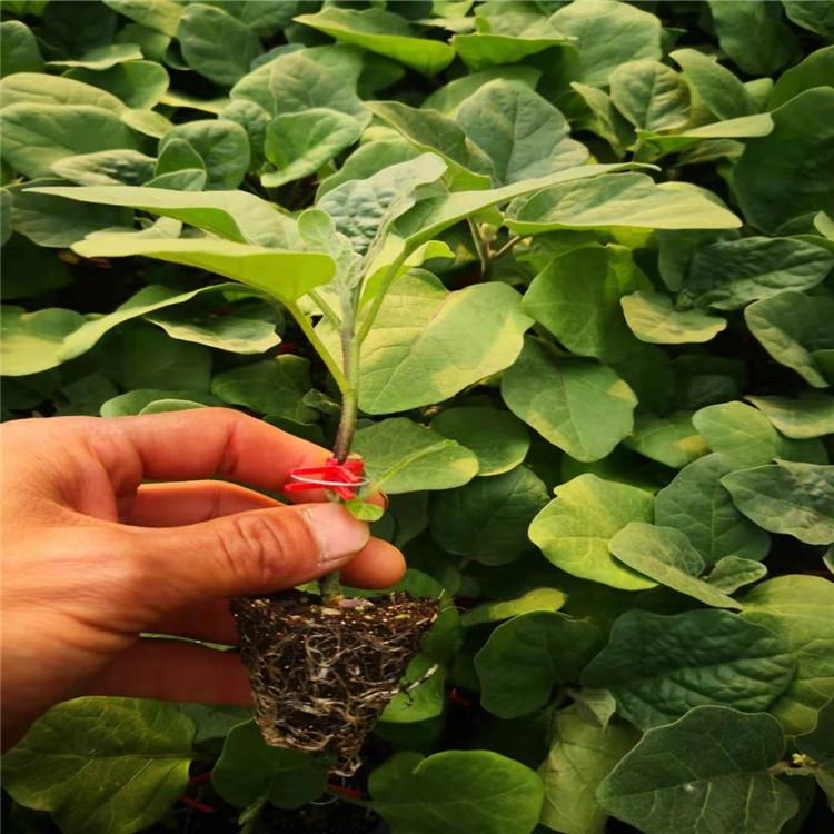 嫁接茄子种苗  果型大茄子苗  抗病毒茄子种苗