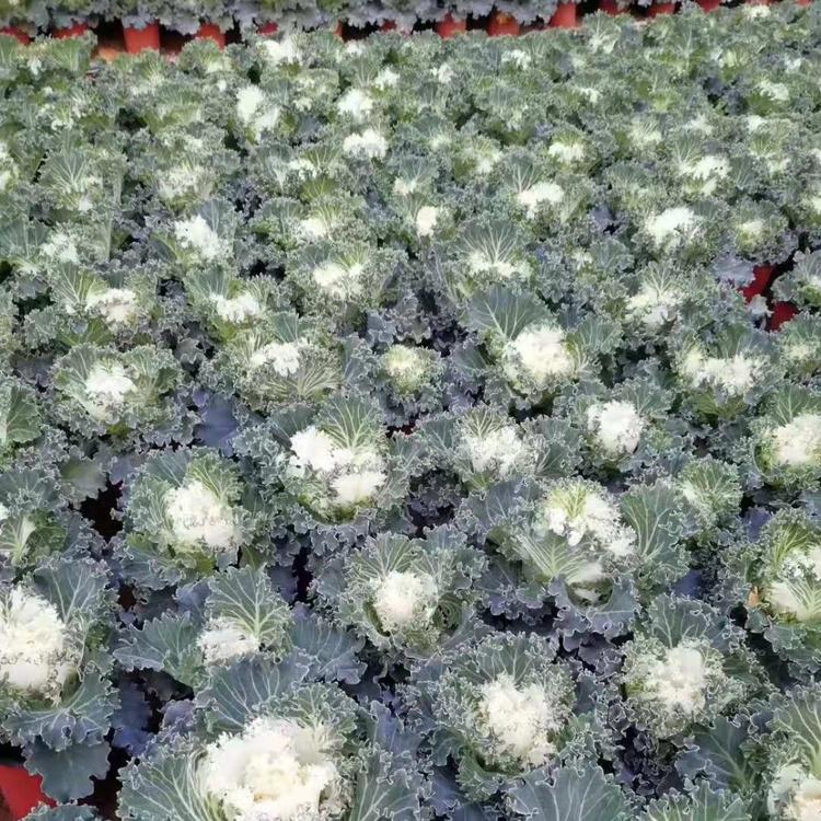 羽衣甘蓝基地羽衣甘蓝供应花卉用羽衣甘蓝