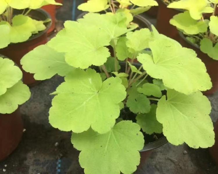 青州矾根批发 矾根大量供应 丰林花卉