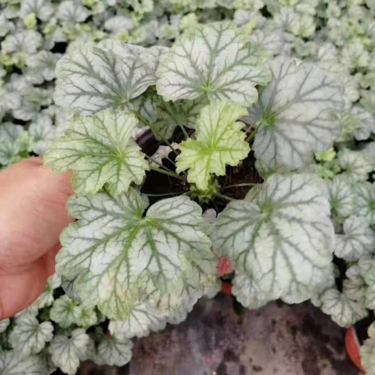 耐寒花卉矾根价格 北方草花青州矾根 矾根穴盘苗