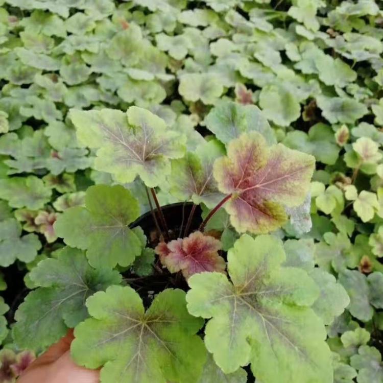多色矾根大量供应中