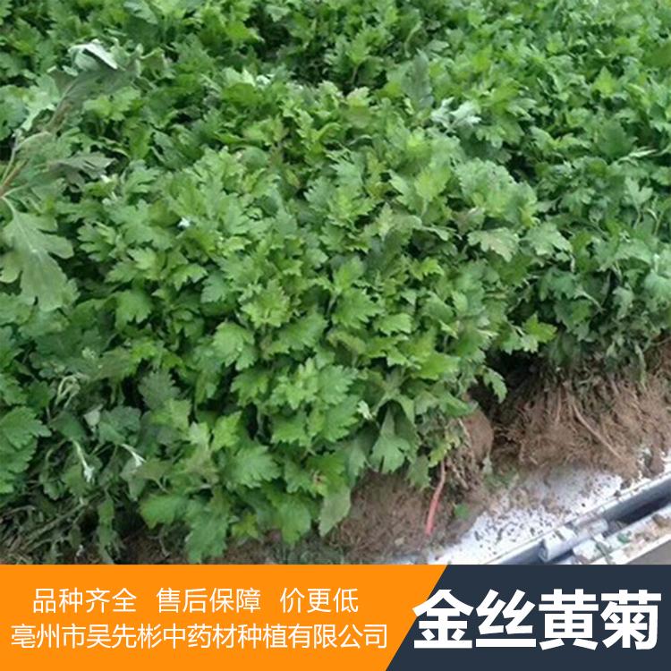 金丝皇菊苗种苗 金丝黄菊苗 吴先彬中药材种植
