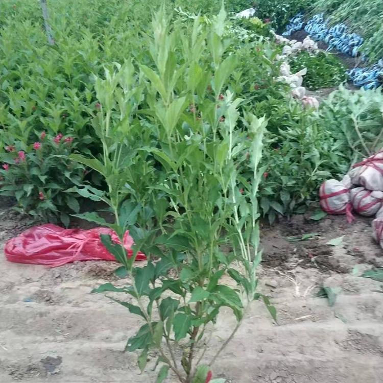 红王子锦带花  红王子锦带批发  红王子锦带基地  红王子锦带价格