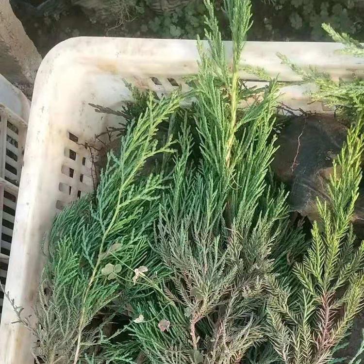 龙柏小龙柏种植基地小龙柏价格小龙柏小苗批发绿化苗木龙柏供应