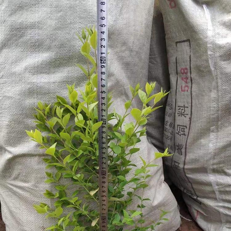 顺和花卉 山东金叶女贞批发