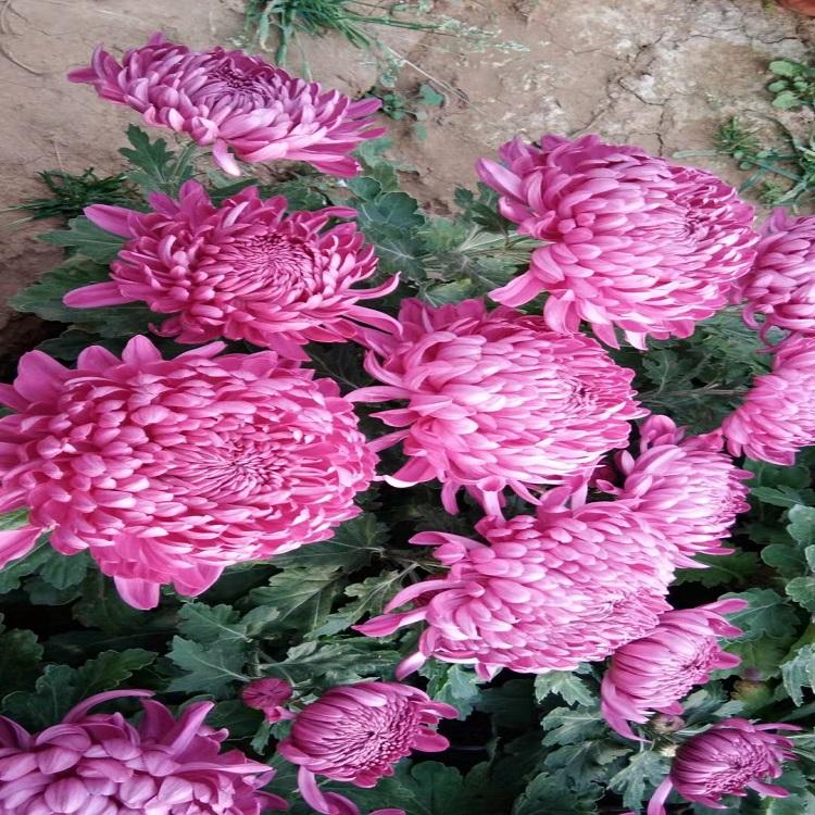大菊花种植基地  大量供应大菊花
