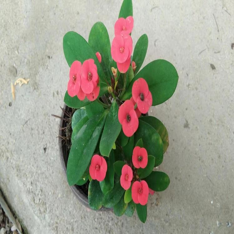 虎刺梅批发价格  虎刺梅种植基地  大量供应虎刺梅