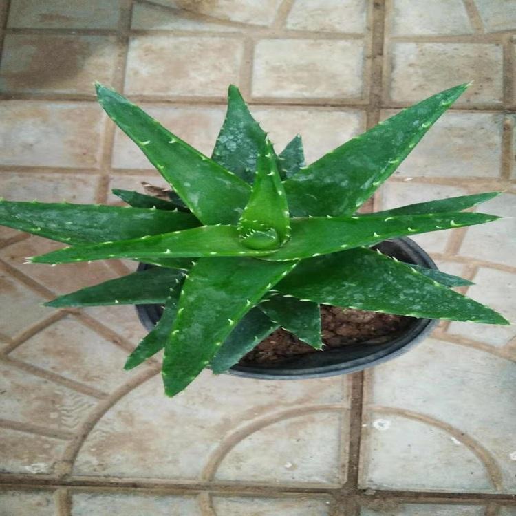 芦荟报价  芦荟种植基地