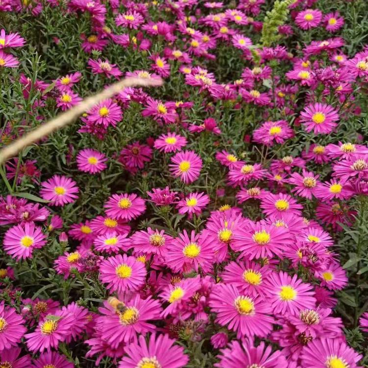 荷兰菊小苗 草花花卉基地批发大量供应中 久顺花卉