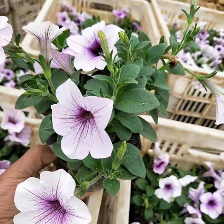 矮牵牛花苗 草花花卉批发价格 久顺花卉