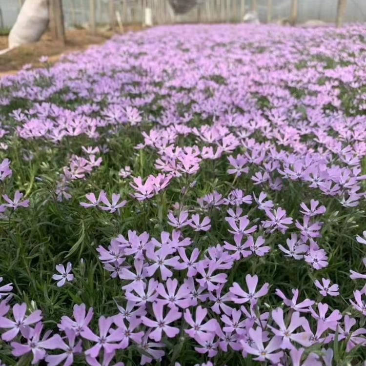 芝樱种植基地 芝樱批发价格芝樱 买芝樱小苗供应芝樱丛生福禄考