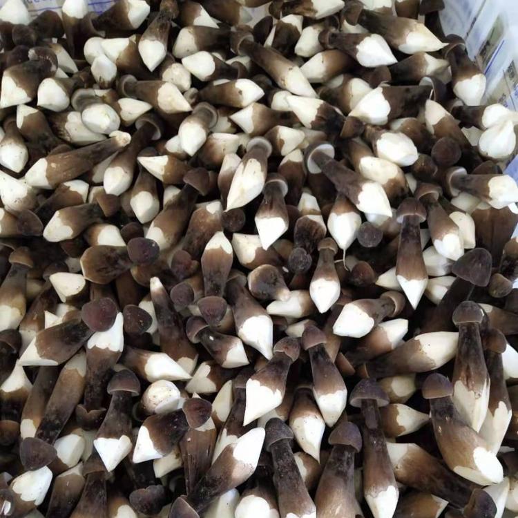 四川新鲜黑皮鸡枞菌量大价格从优