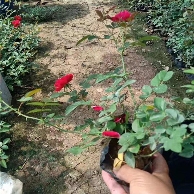 地被月季 地被月季价格咨询蓝溪花卉 地被月季种植基地