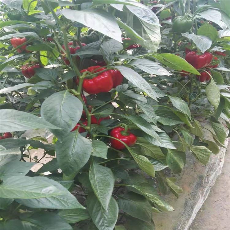红彩椒苗  彩椒种苗批发好价  果色鲜艳彩椒苗