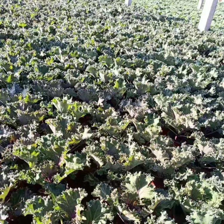 羽衣甘蓝_羽衣甘蓝种植基地_青州羽衣甘蓝_羽衣甘蓝价格羽衣甘蓝种植基地 羽衣甘蓝供应 质优价廉的羽衣甘蓝 羽衣甘蓝批发
