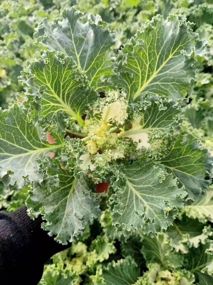 羽衣甘蓝供应 质优价廉的羽衣甘蓝 羽衣甘蓝批发羽衣甘蓝_羽衣甘蓝种植基地_青州羽衣甘蓝_羽衣甘蓝价格