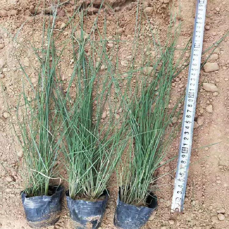 粉黛乱子草报价 优良的粉黛乱子草种植基地 青州禹阳花卉