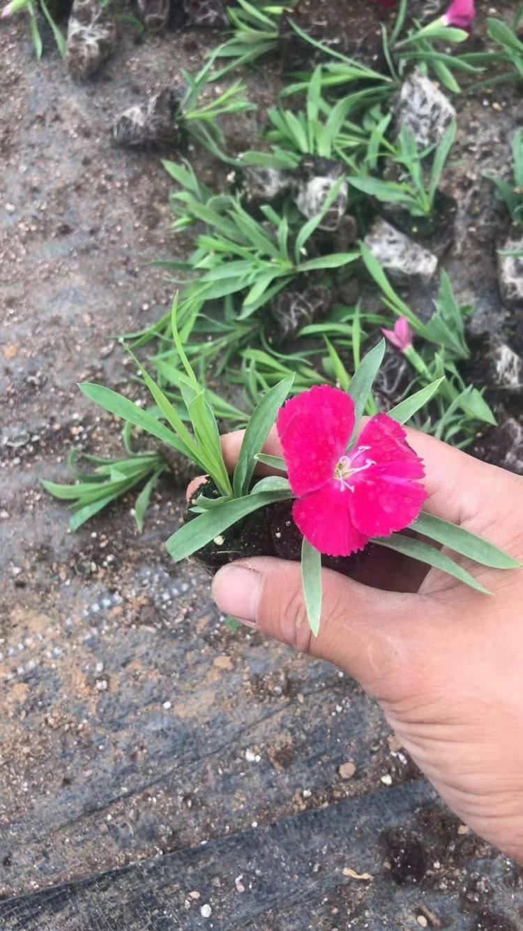 大花石竹 大花石竹种植基地 大花石竹基地 中国石竹中国沼竹石竹子花 芊色苗木