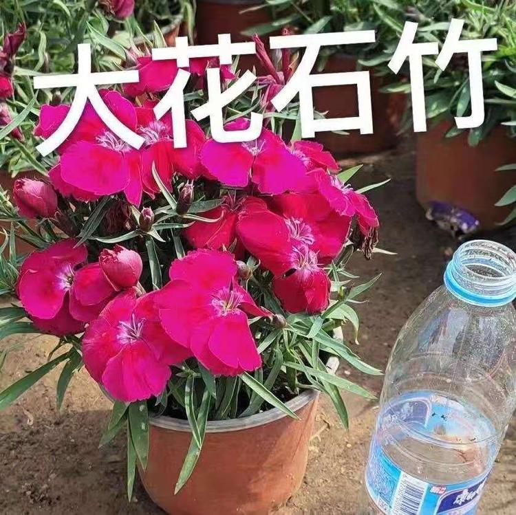 大花石竹 大花石竹基地 大花石竹种植基地 大花石竹价格 大花石竹多少钱 大花石竹那里好