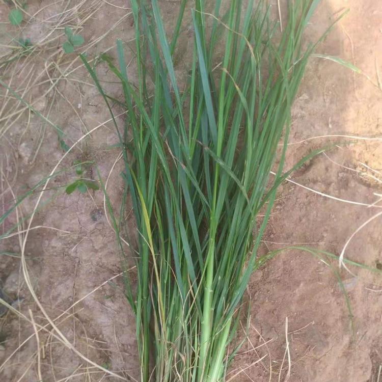 青州花卉基地 狼尾草 狼尾草价格 钰艺 狼尾草种植基地 狼尾草小苗