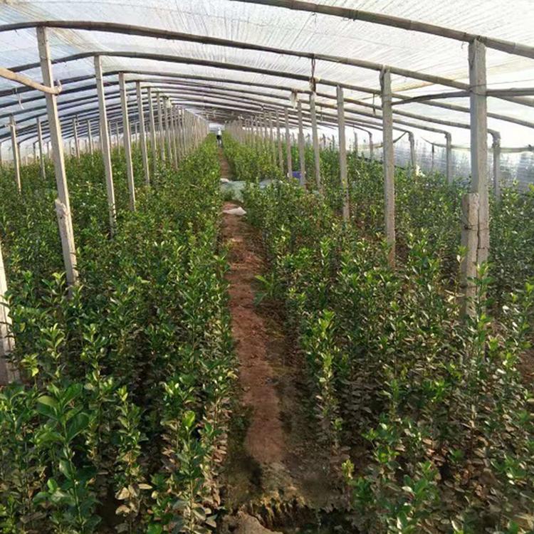 北海道价格 品质好的北海道黄杨现货供应 基地种植北海道绿化苗木