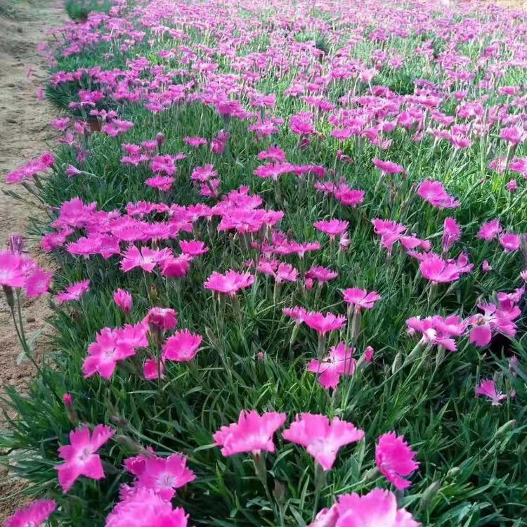 欧石竹 批发欧石竹穴盘苗 欧石竹价格 欧石竹种植基地 欧石竹欧石竹供应