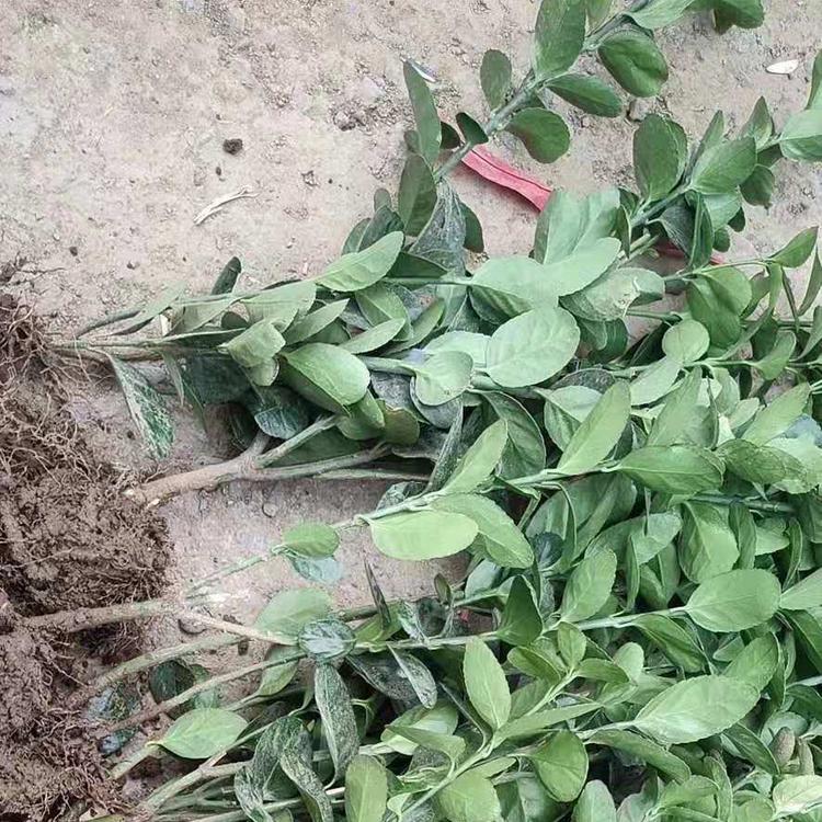 钰艺基地大量大叶黄杨 大叶黄杨种植基地 大叶黄杨批发 大叶黄杨供应